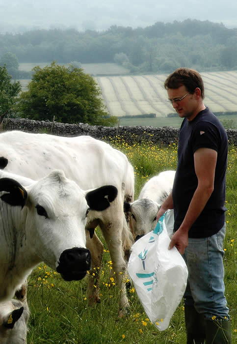 Shaun feeding British Whites