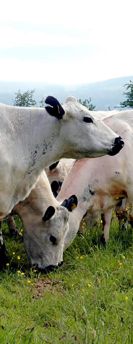 British Whites in the Lyth Valley