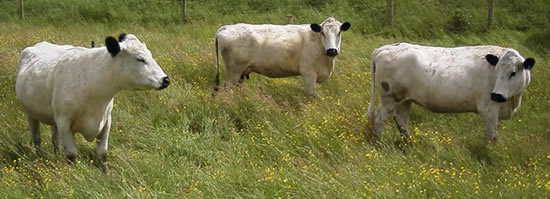[http://www.savin-hill.co.uk/images/3cows.jpg]