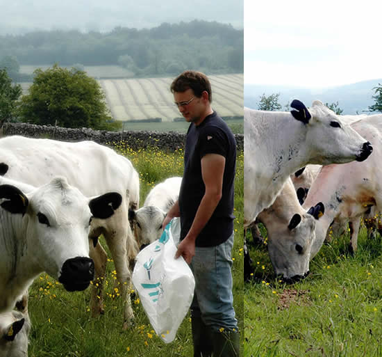 Shaun feeding British Whites